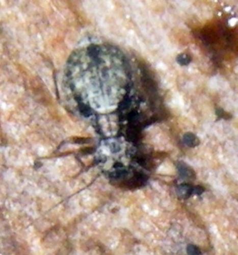 Mesopsocus sp.